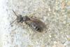 Andrena sp.